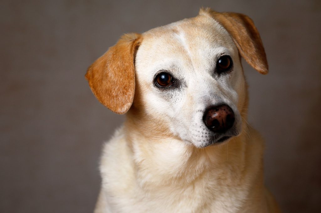 comprendre son chien pour l'éduquer