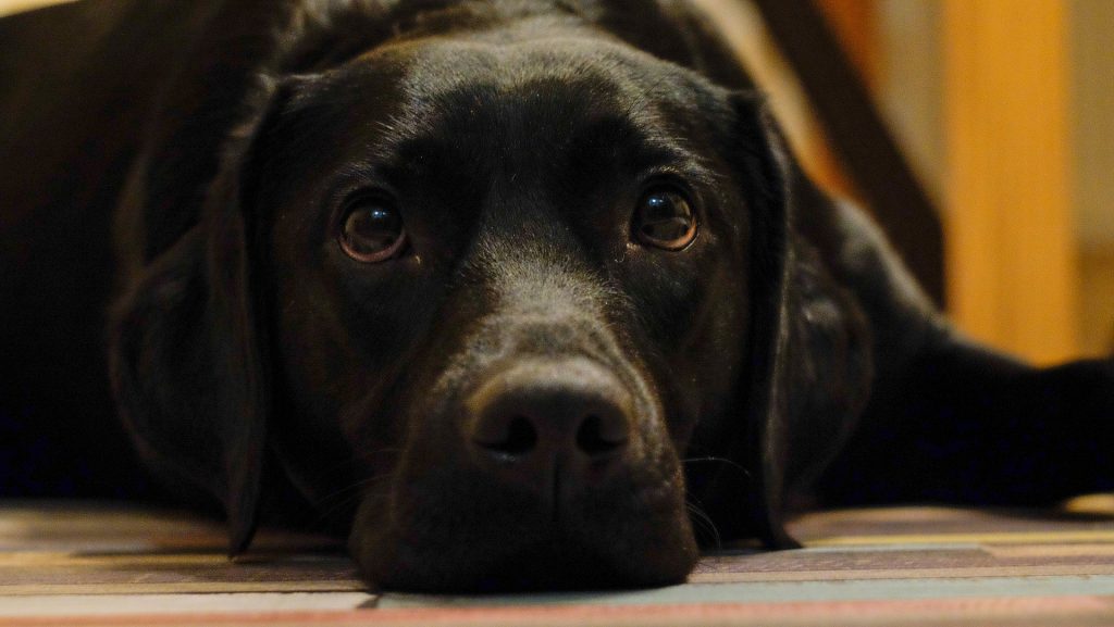 Dresser son chien, l'éducation canine