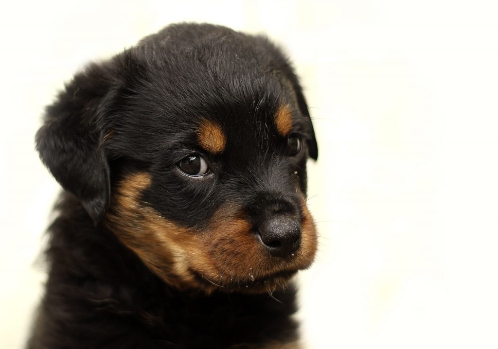 Apprendre la propreté à un chiot