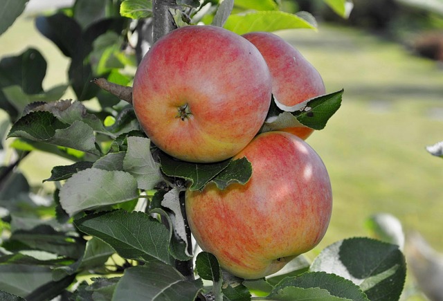 vinaigre de cidre pour maigrir
